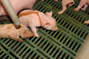 Piglet with splayleg tape - Australian pig farming - Captured at Wonga Piggery, Young NSW Australia.