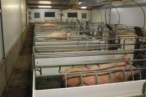 Farrowing crates at Wonga Piggery NSW - Australian pig farming - Captured at Wonga Piggery, Young NSW Australia.