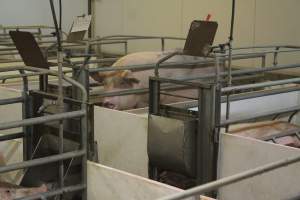 Farrowing crates at Wonga Piggery NSW - Australian pig farming - Captured at Wonga Piggery, Young NSW Australia.