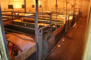 Farrowing crates at Wonga Piggery NSW - Australian pig farming - Captured at Wonga Piggery, Young NSW Australia.