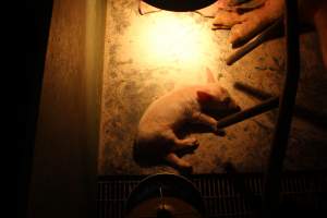 Farrowing crates at Wonga Piggery NSW - Australian pig farming - Captured at Wonga Piggery, Young NSW Australia.