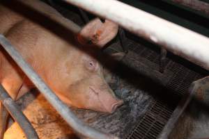 Farrowing crates at Wonga Piggery NSW - Australian pig farming - Captured at Wonga Piggery, Young NSW Australia.