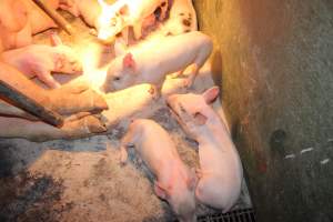 Farrowing crates at Wonga Piggery NSW - Australian pig farming - Captured at Wonga Piggery, Young NSW Australia.