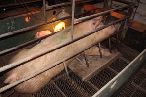 Farrowing crates at Wonga Piggery NSW - Australian pig farming - Captured at Wonga Piggery, Young NSW Australia.