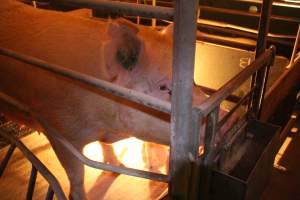 Farrowing crates at Wonga Piggery NSW - Australian pig farming - Captured at Wonga Piggery, Young NSW Australia.