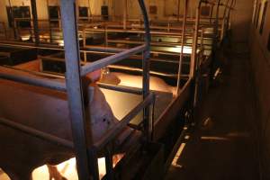 Farrowing crates at Wonga Piggery NSW - Australian pig farming - Captured at Wonga Piggery, Young NSW Australia.