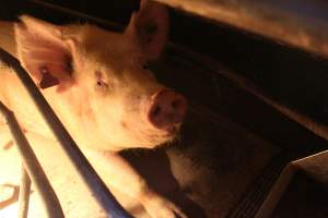 Farrowing crates at Wonga Piggery NSW - Australian pig farming - Captured at Wonga Piggery, Young NSW Australia.