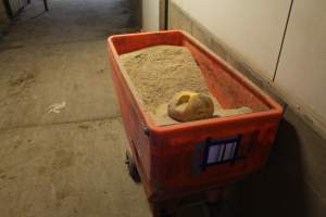 Feed tray in corridor - Australian pig farming - Captured at Wonga Piggery, Young NSW Australia.