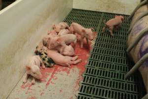 Farrowing crates at Wonga Piggery NSW - Australian pig farming - Captured at Wonga Piggery, Young NSW Australia.