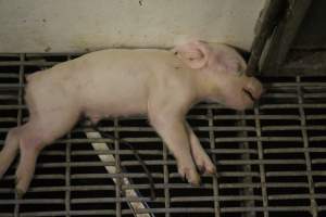 Dead piglet in aisle - Australian pig farming - Captured at Wonga Piggery, Young NSW Australia.
