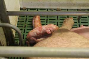 Newborn piglet - Australian pig farming - Captured at Wonga Piggery, Young NSW Australia.