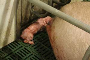 Newborn piglet - Australian pig farming - Captured at Wonga Piggery, Young NSW Australia.