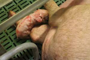 Newborn piglet - Australian pig farming - Captured at Wonga Piggery, Young NSW Australia.
