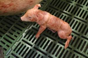 Newborn piglet - Australian pig farming - Captured at Wonga Piggery, Young NSW Australia.