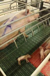 Dead piglet in crate - Australian pig farming - Captured at Wonga Piggery, Young NSW Australia.