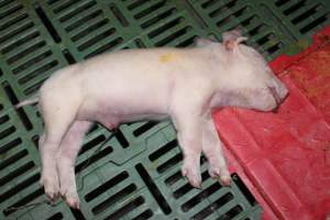 Dead piglet in crate - Australian pig farming - Captured at Wonga Piggery, Young NSW Australia.