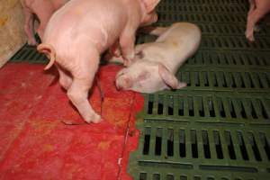 Dead piglet in crate - Australian pig farming - Captured at Wonga Piggery, Young NSW Australia.