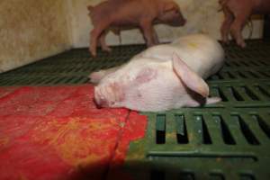 Dead piglet in crate - Australian pig farming - Captured at Wonga Piggery, Young NSW Australia.