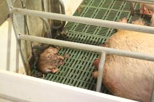 Stillborn piglet - Australian pig farming - Captured at Wonga Piggery, Young NSW Australia.