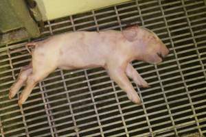 Dead piglet in aisle - Australian pig farming - Captured at Wonga Piggery, Young NSW Australia.