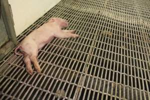 Dead piglet in aisle - Australian pig farming - Captured at Wonga Piggery, Young NSW Australia.