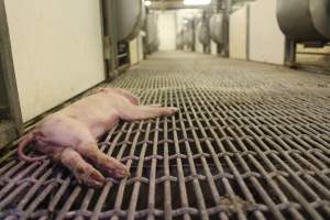 Dead piglet in aisle, low view - Australian pig farming - Captured at Wonga Piggery, Young NSW Australia.