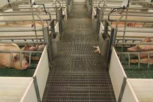 Dead piglet in aisle - Australian pig farming - Captured at Wonga Piggery, Young NSW Australia.