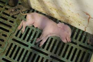 Dead piglet in aisle - Australian pig farming - Captured at Wonga Piggery, Young NSW Australia.