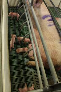 Dead piglet at back of crate - Australian pig farming - Captured at Wonga Piggery, Young NSW Australia.