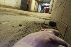 Dead piglet in corridor, low view - Australian pig farming - Captured at Wonga Piggery, Young NSW Australia.