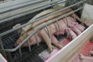 Farrowing crates at Wonga Piggery NSW - Australian pig farming - Captured at Wonga Piggery, Young NSW Australia.