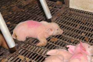 Splayleg piglet - Australian pig farming - Captured at Wonga Piggery, Young NSW Australia.