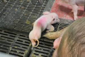 Piglet's leg stuck in floor of crate - Australian pig farming - Captured at Wonga Piggery, Young NSW Australia.