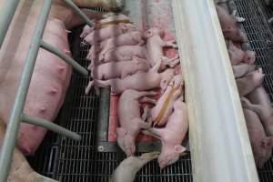 Piglet with splayleg tape - Australian pig farming - Captured at Wonga Piggery, Young NSW Australia.