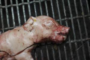 Stillborn piglet - Australian pig farming - Captured at Wonga Piggery, Young NSW Australia.