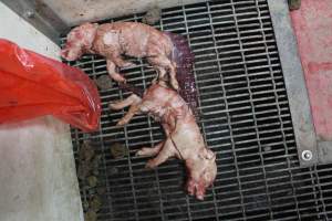 Stillborn piglets - Australian pig farming - Captured at Wonga Piggery, Young NSW Australia.