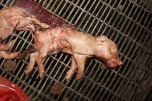 Stillborn piglets - Australian pig farming - Captured at Wonga Piggery, Young NSW Australia.