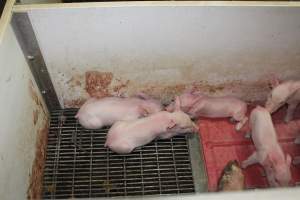 Farrowing crates at Wonga Piggery NSW - Australian pig farming - Captured at Wonga Piggery, Young NSW Australia.