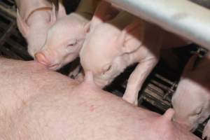 Piglets suckling - Australian pig farming - Captured at Wonga Piggery, Young NSW Australia.