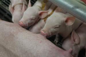 Piglets suckling - Australian pig farming - Captured at Wonga Piggery, Young NSW Australia.