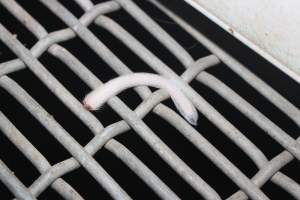 Severed piglet tail - Australian pig farming - Captured at Wonga Piggery, Young NSW Australia.