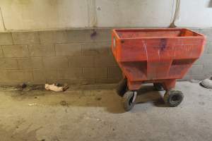 Dead piglet in corridor - Australian pig farming - Captured at Wonga Piggery, Young NSW Australia.