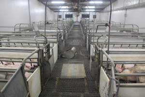 Farrowing room - Australian pig farming - Captured at Wonga Piggery, Young NSW Australia.