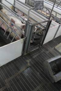 Feed tray fallen off or removed from front of crate - Australian pig farming - Captured at Wonga Piggery, Young NSW Australia.