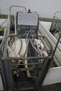 Feed tray fallen off or removed from front of crate - Australian pig farming - Captured at Wonga Piggery, Young NSW Australia.