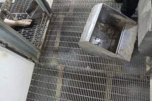 Feed tray fallen off or removed from front of crate - Australian pig farming - Captured at Wonga Piggery, Young NSW Australia.