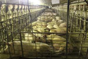 Group sow housing - Australian pig farming - Captured at Wonga Piggery, Young NSW Australia.