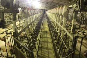 Group sow housing - Australian pig farming - Captured at Wonga Piggery, Young NSW Australia.