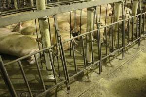 Group sow housing - Australian pig farming - Captured at Wonga Piggery, Young NSW Australia.