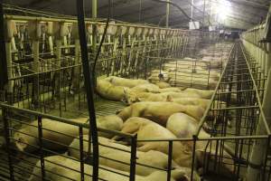 Group sow housing - Australian pig farming - Captured at Wonga Piggery, Young NSW Australia.